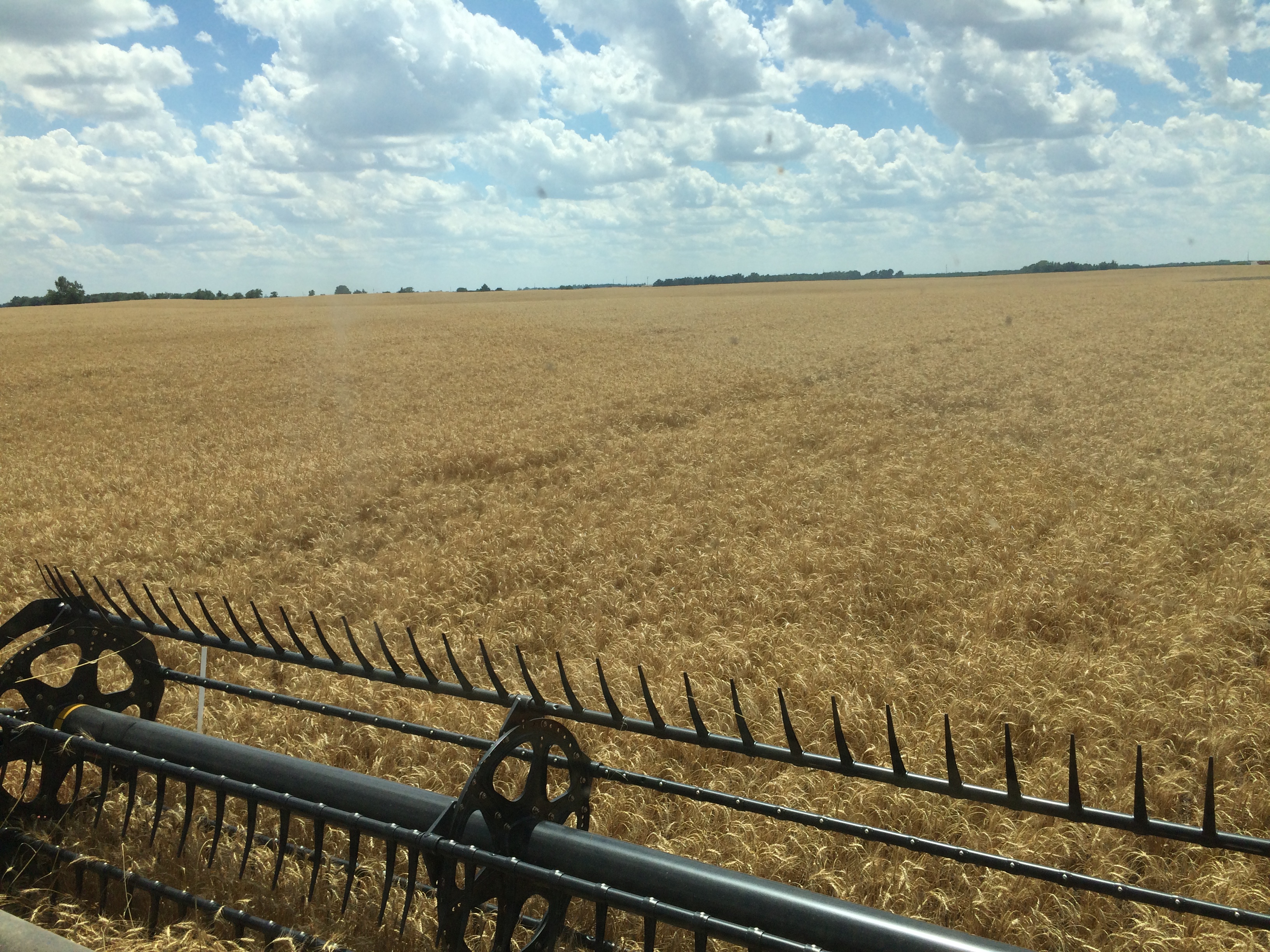 wheat harvest